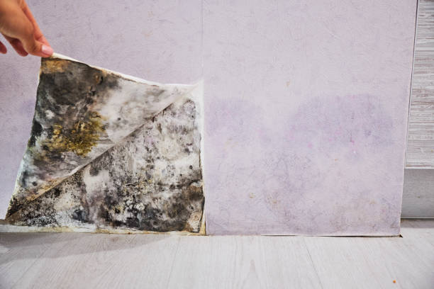 Best Commercial Mold Remediation in Hastings, PA